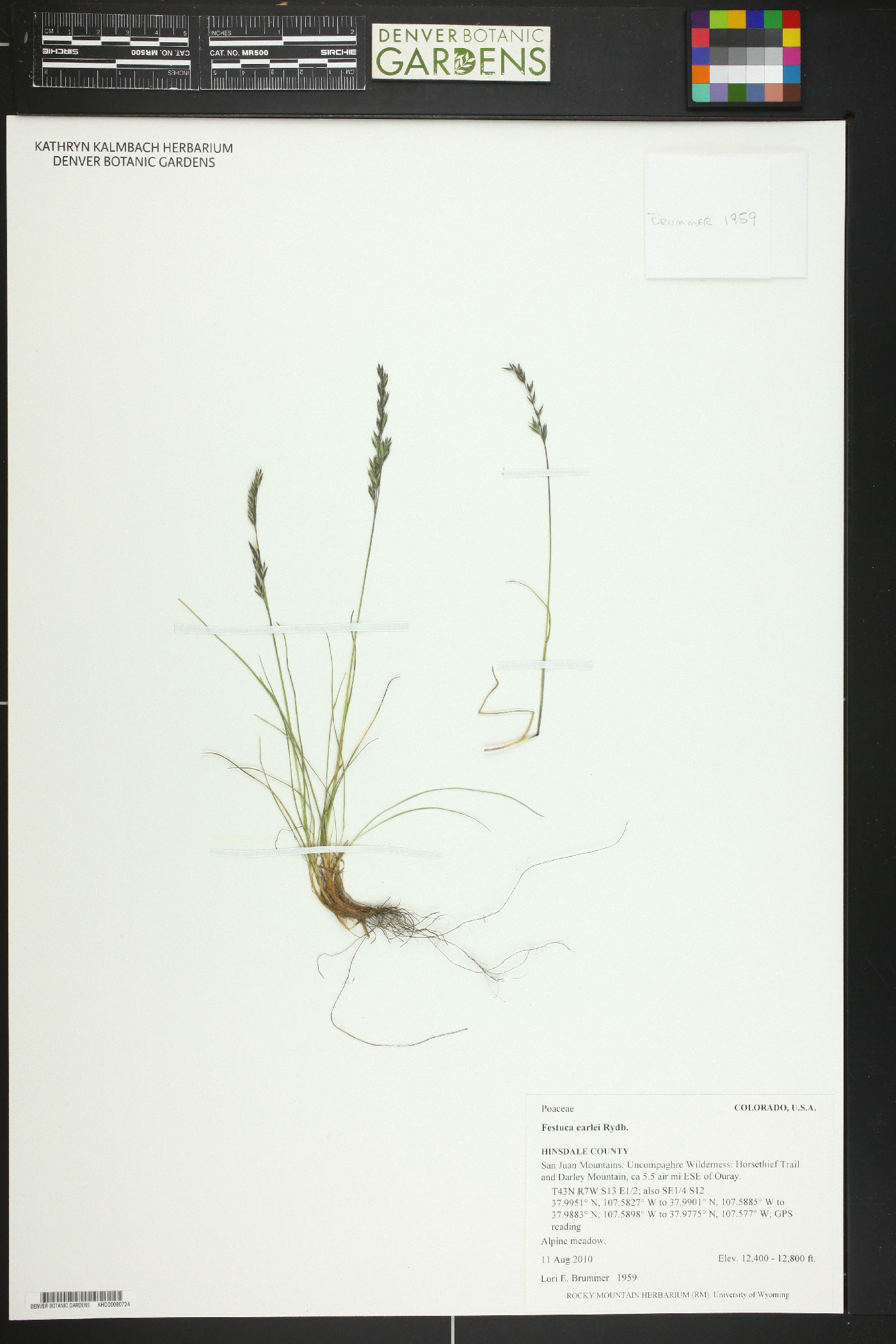 Festuca earlei image