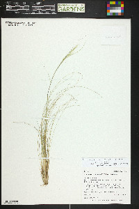 Eriocoma pinetorum image