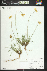 Tetraneuris ivesiana image