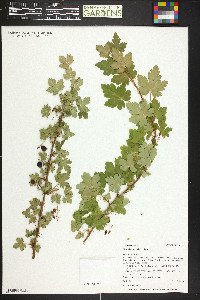 Ribes lacustre image