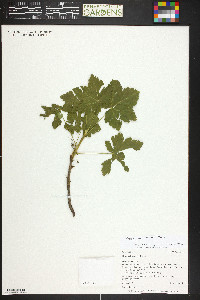 Ribes laxiflorum image