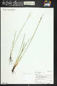 Sisyrinchium montanum var. montanum image