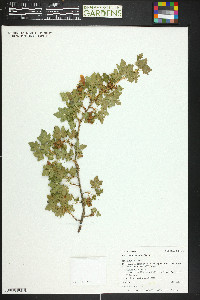 Ribes montigenum image