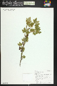 Ribes montigenum image