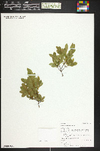 Vaccinium cespitosum image