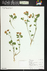 Trifolium hybridum image