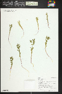 Euphorbia spathulata image