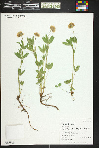 Trifolium longipes subsp. reflexum image
