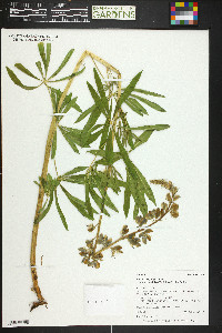 Lupinus polyphyllus image