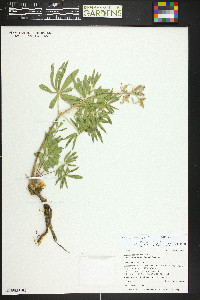 Lupinus ammophilus image