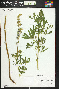 Lupinus sericeus image