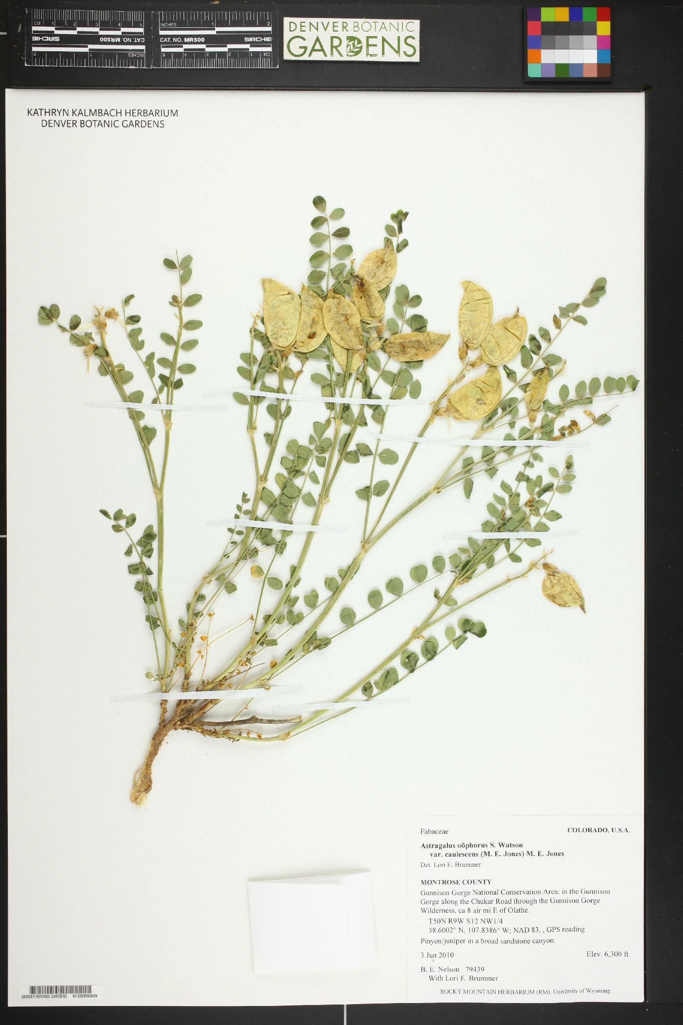 Astragalus oophorus var. caulescens image