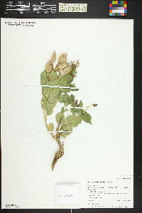 Astragalus asclepiadoides image