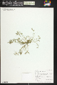 Spergularia rubra image