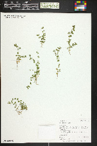 Stellaria obtusa image