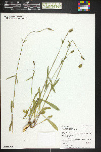 Silene drummondii image