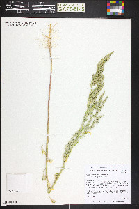 Chenopodium pratericola image