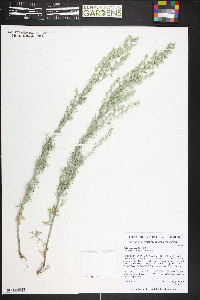 Artemisia frigida image