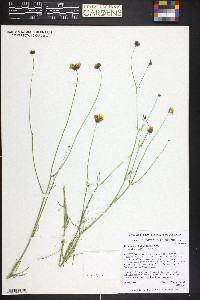 Thelesperma filifolium image