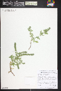 Verbena bracteata image