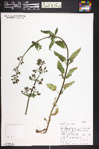 Scrophularia lanceolata image