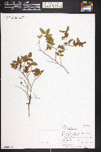 Vaccinium myrtillus image