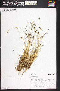 Carex bicolor image