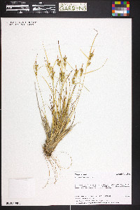 Carex viridula image