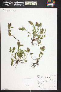 Prunella vulgaris subsp. lanceolata image