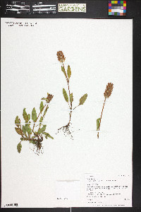 Prunella vulgaris subsp. lanceolata image