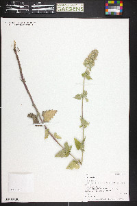 Nepeta cataria image