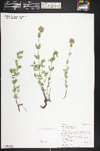 Monardella glauca image