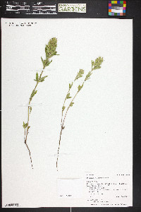 Dracocephalum parviflorum image