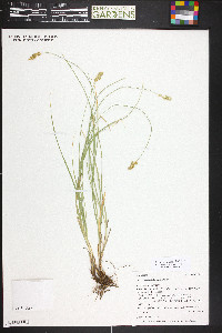 Carex occidentalis image