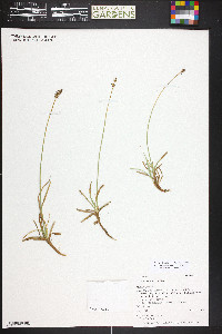 Carex nigricans image