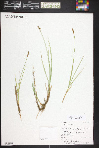 Carex praeceptorum image