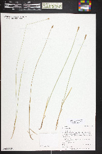 Carex siccata image