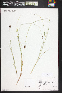 Carex simulata image