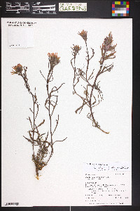 Castilleja angustifolia var. dubia image