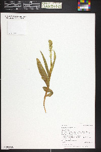 Platanthera aquilonis image