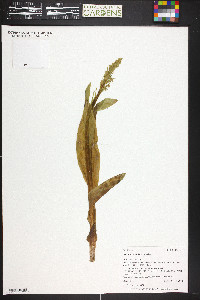 Platanthera aquilonis image