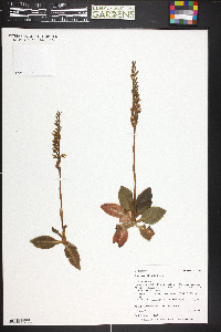 Goodyera oblongifolia image