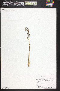 Corallorhiza wisteriana image