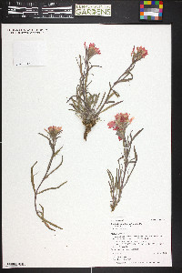 Castilleja angustifolia var. dubia image