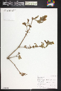 Quercus gambelii image