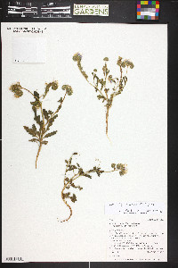 Phacelia crenulata image