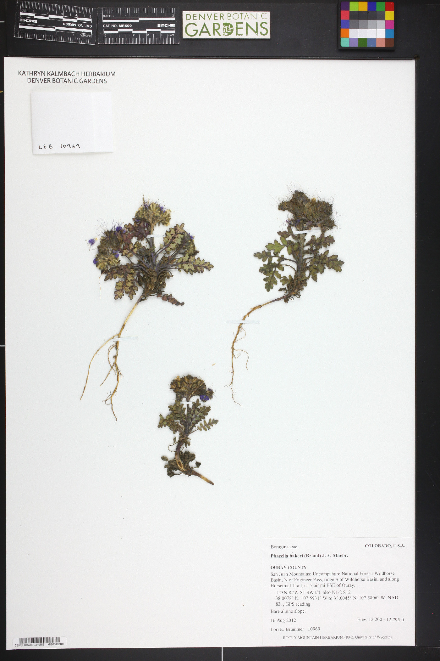 Phacelia bakeri image