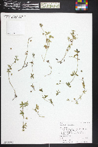 Nemophila breviflora image