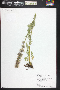 Phacelia sericea image