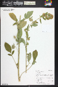 Phacelia heterophylla image